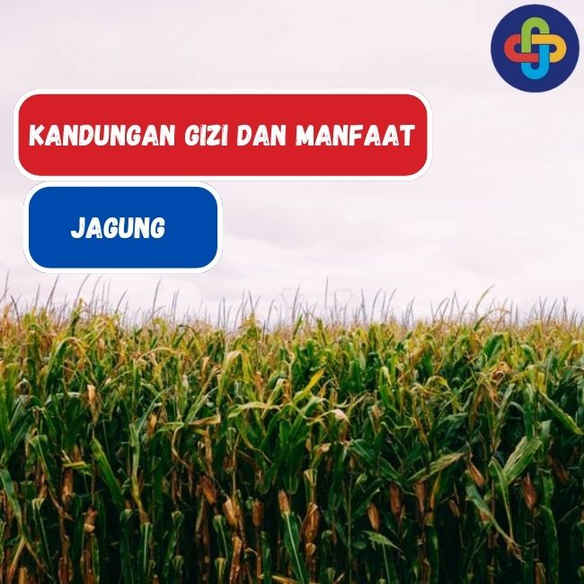 8 Manfaat Jagung Bagi Kesehatan